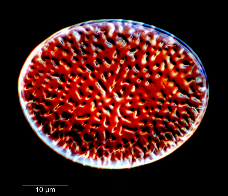 Liradiscus ovalis #81627