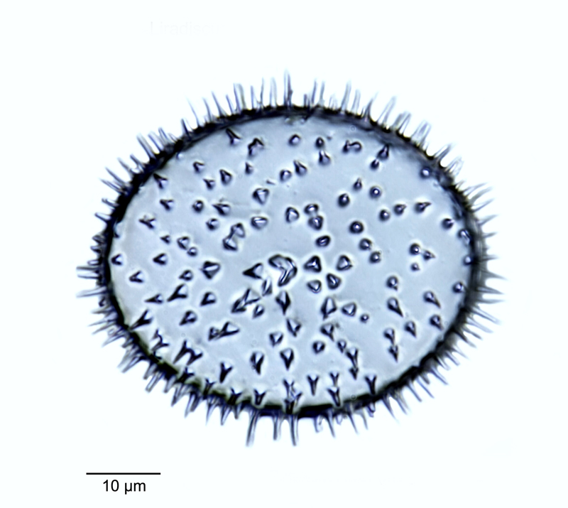 Liradiscus ovalis #52990