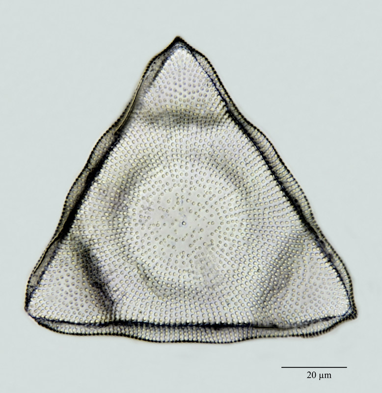 Lithodesmium undulatum Ehrenberg 1839 #24771
