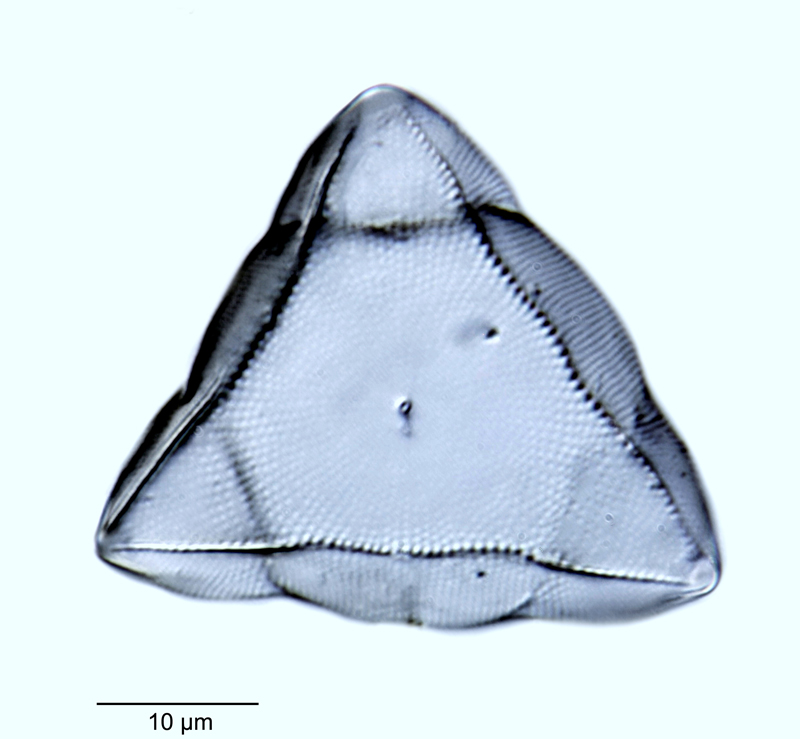 Lithodesmium undulatum #48361