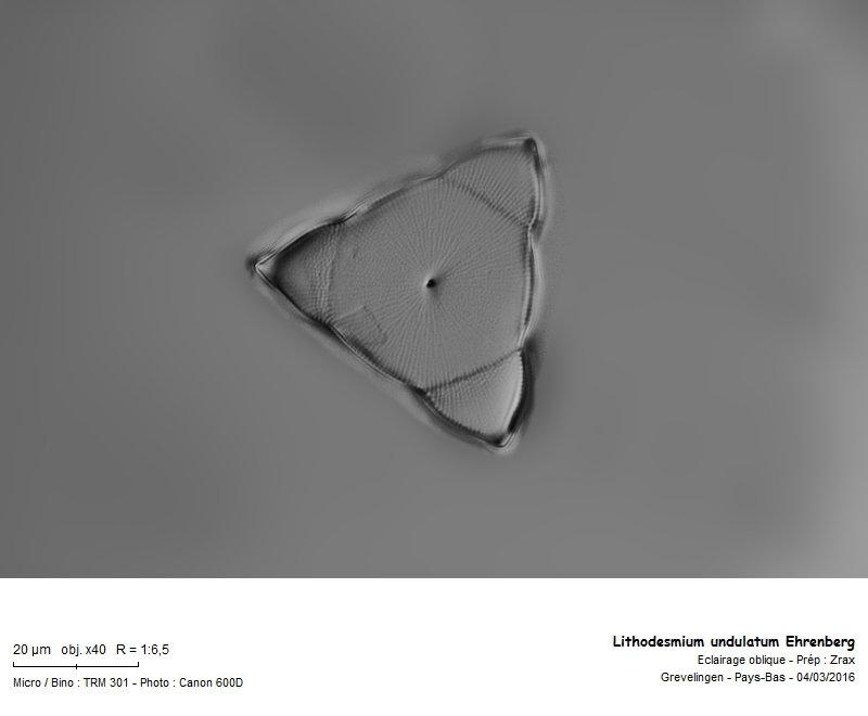 Lithodesmium undulatum Ehrenberg #44028