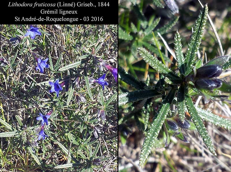 Lithodora fruticosa #44303