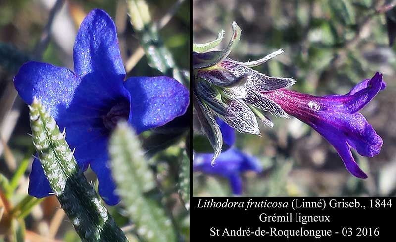 Lithodora fruticosa #44304