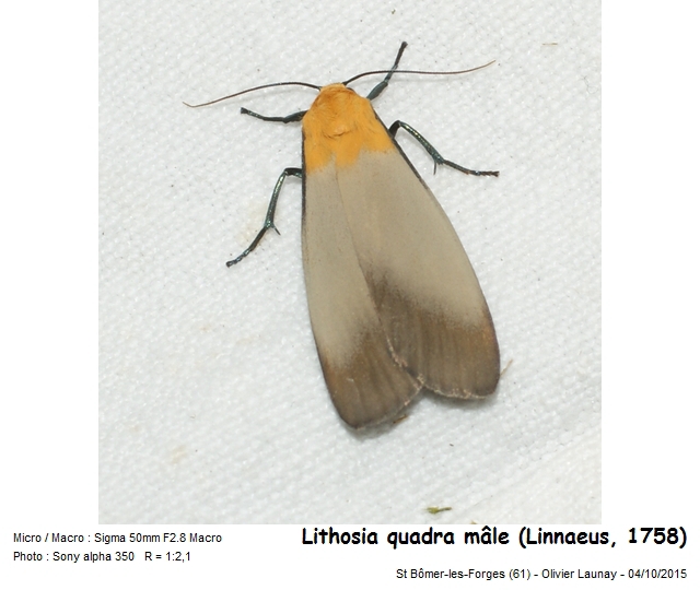 Lithosia quadra (Linnaeus, 1758) - la Lithosie Quadrille #43342