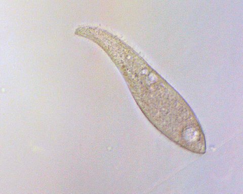 Litonotus sp #37262