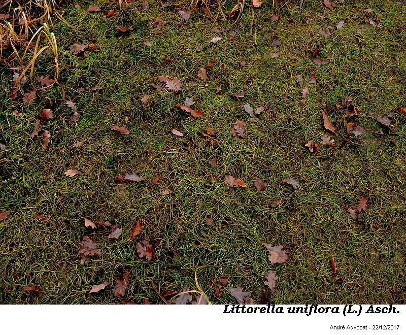 Littorella uniflora (L.) Ascherson #53060