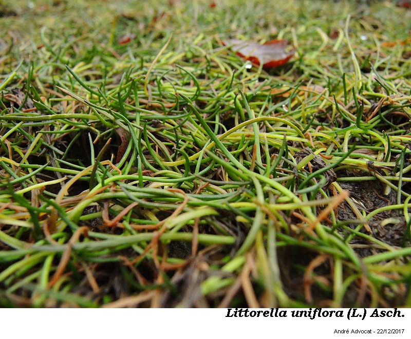Littorella uniflora (L.) Ascherson #53059