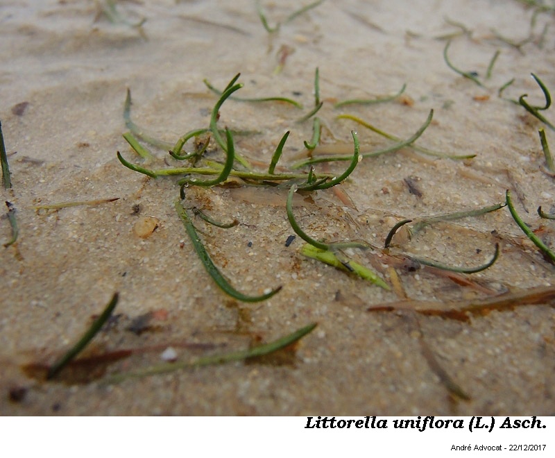 Littorella uniflora (L.) Ascherson #53061