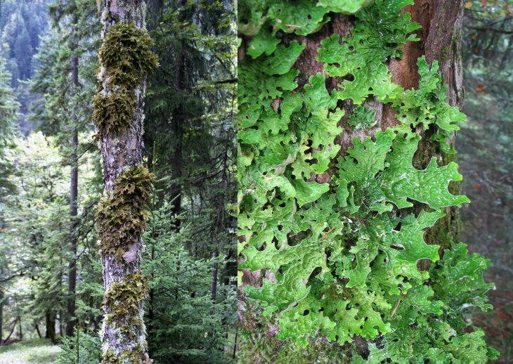 Lobaria pulmonaria #1541