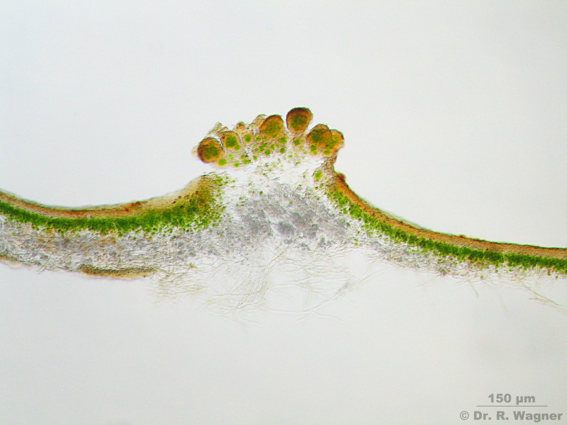 Lobaria pulmonaria #1544