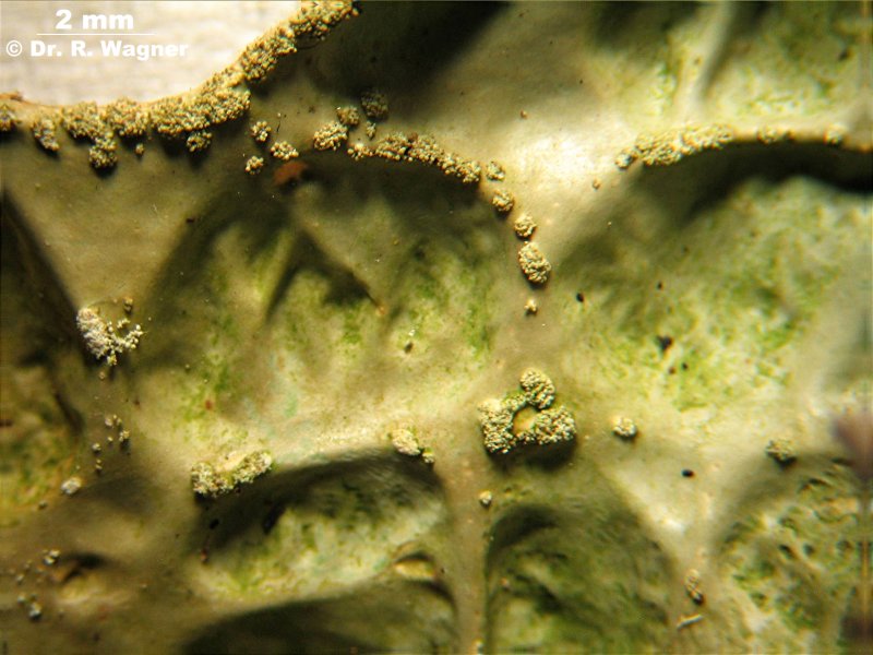 Lobaria pulmonaria #1543