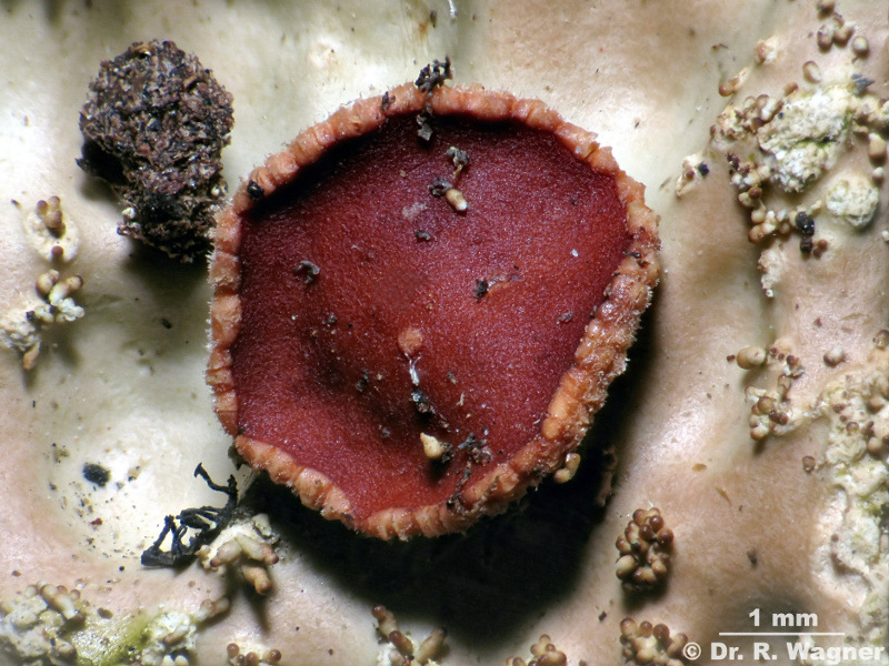 Lobaria pulmonaria #14199