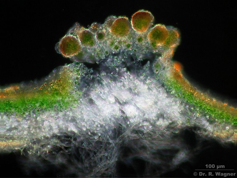 Lobaria pulmonaria #1545