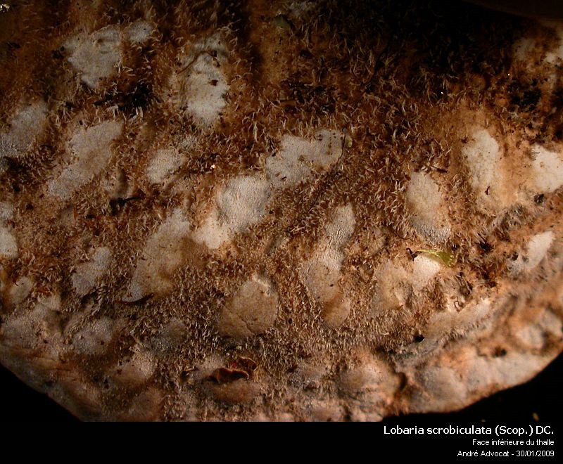 Lobaria scrobiculata (Scop.) DC. #33846