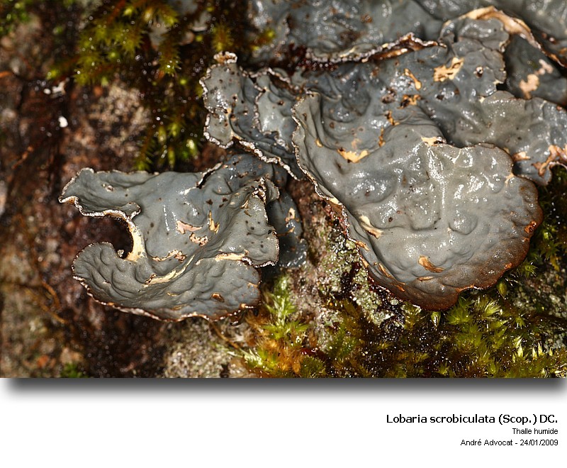 Lobaria scrobiculata (Scop.) DC. #33842
