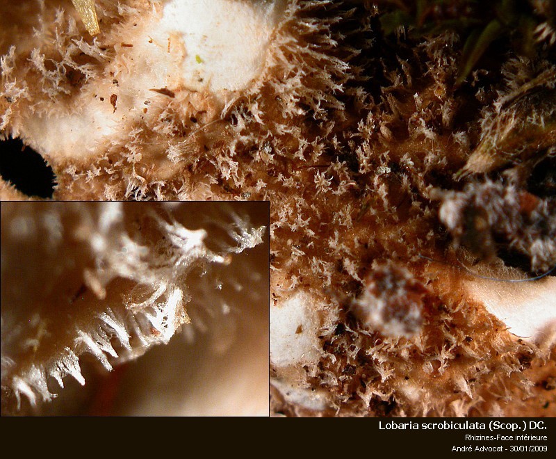 Lobaria scrobiculata (Scop.) DC. #33848