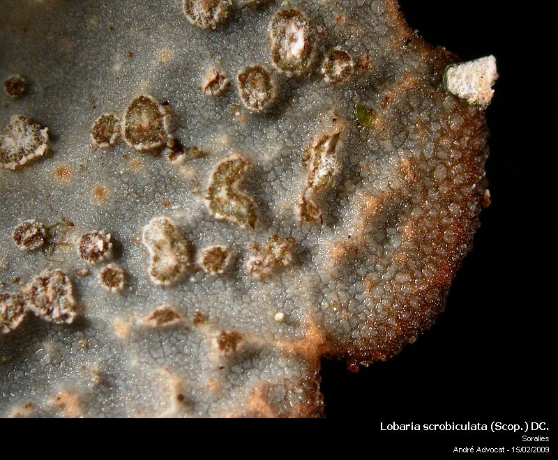Lobaria scrobiculata (Scop.) DC. #47194
