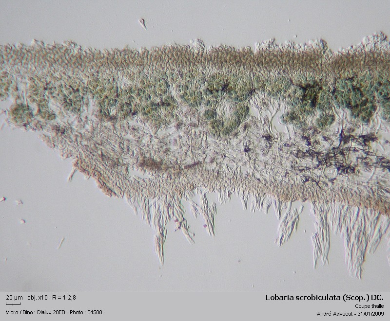 Lobaria scrobiculata (Scop.) DC. #8175