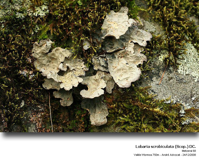 Lobaria scrobiculata (Scop.) DC. #33841