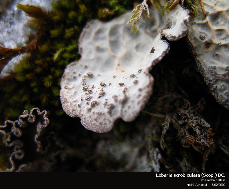 Lobaria scrobiculata (Scop.) DC. #47193