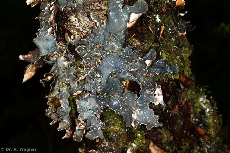 Lobarina scrobiculata #34177
