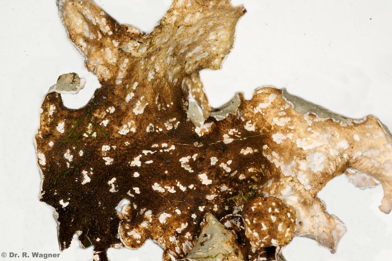 Lobarina scrobiculata #34178