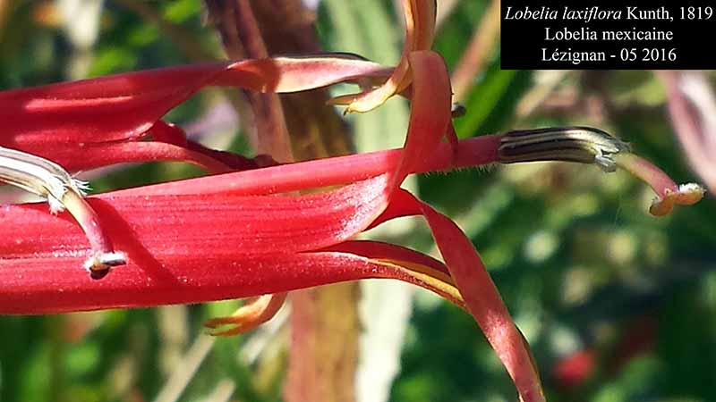 Lobelia laxiflora Kunth, 1819 #45297
