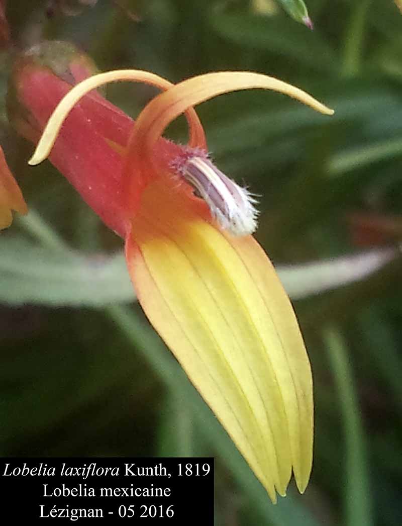 Lobelia laxiflora Kunth, 1819 #45295