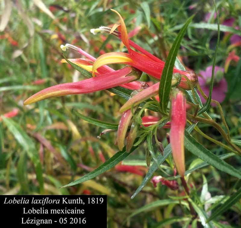 Lobelia laxiflora Kunth, 1819 #45294