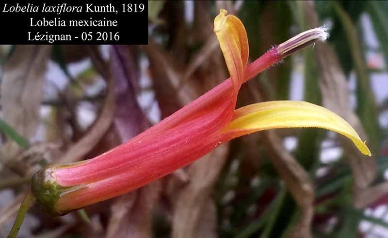 Lobelia laxiflora Kunth, 1819 #45298