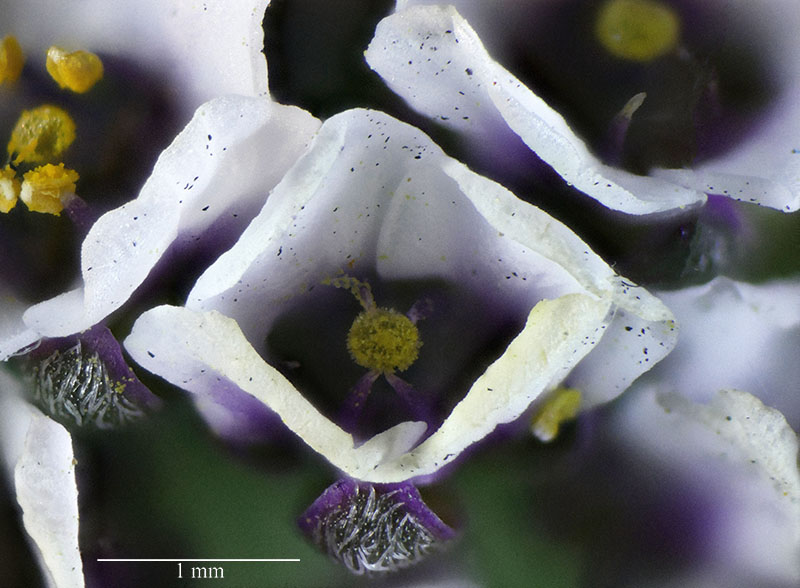 Lobularia maritima #57664