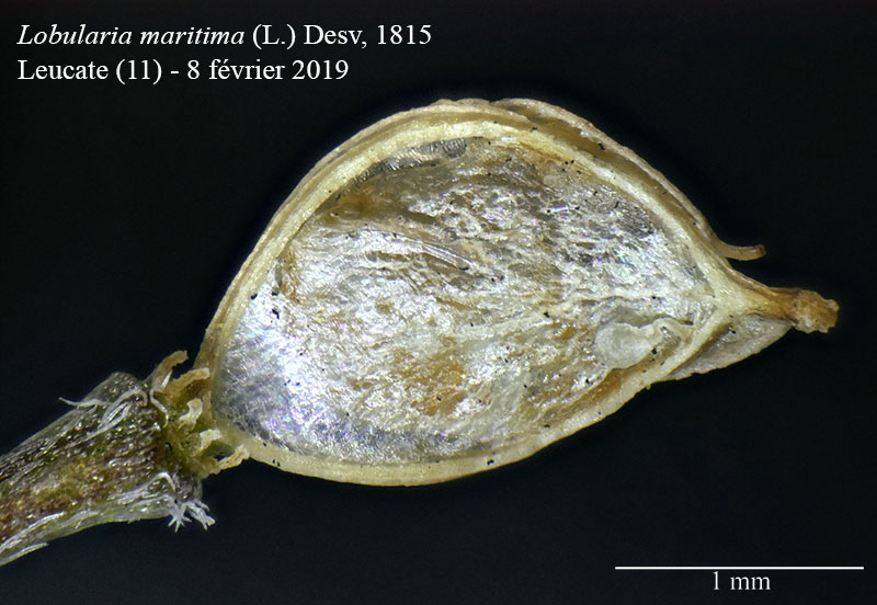Lobularia maritima #57667