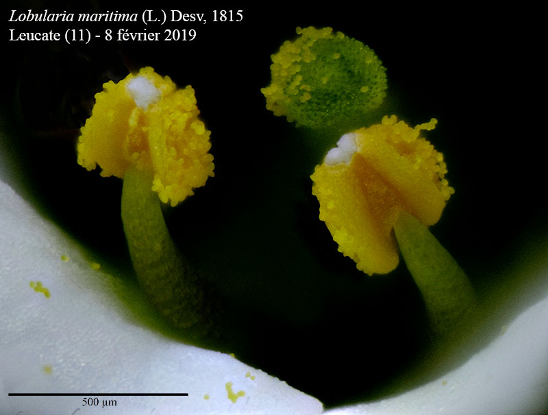 Lobularia maritima #57668
