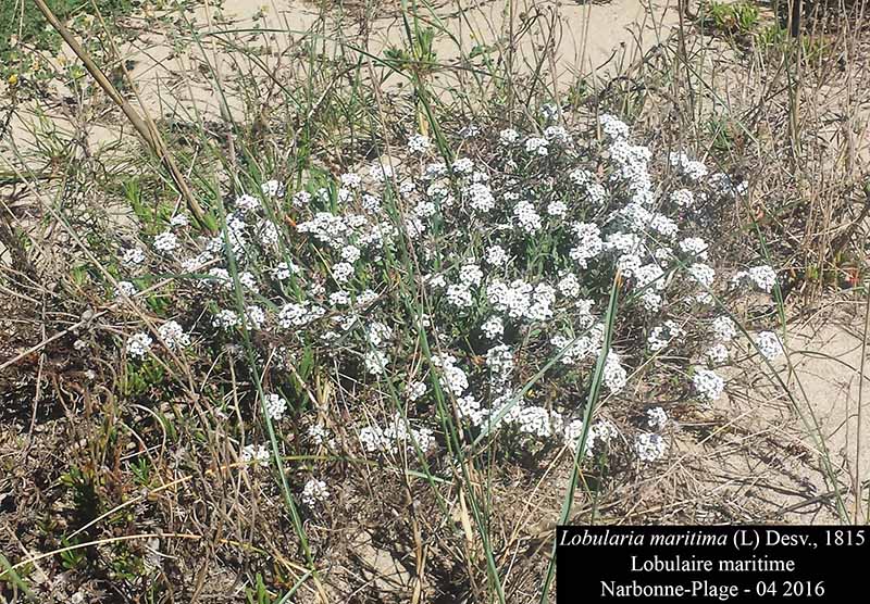 Lobularia maritima #44787