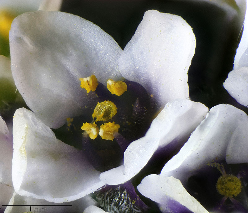 Lobularia maritima #57665