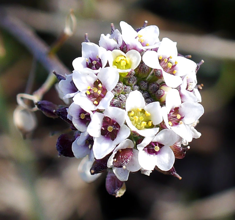 Lobularia maritima #57663