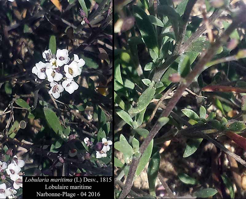 Lobularia maritima #44788