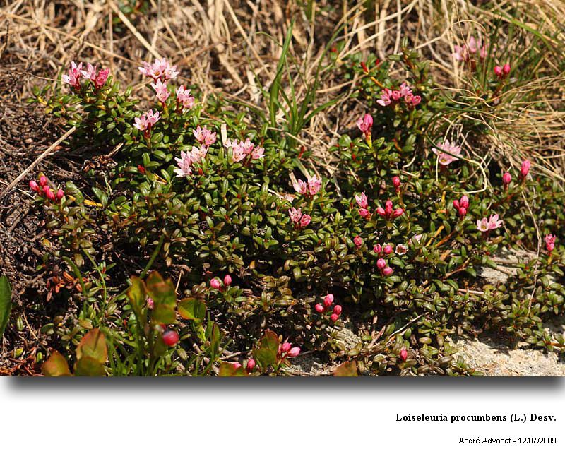 Loiseleuria procumbens (L.) Desv. #13623