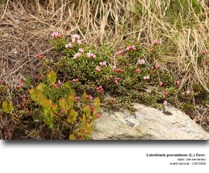Loiseleuria procumbens (L.) Desv. #13622