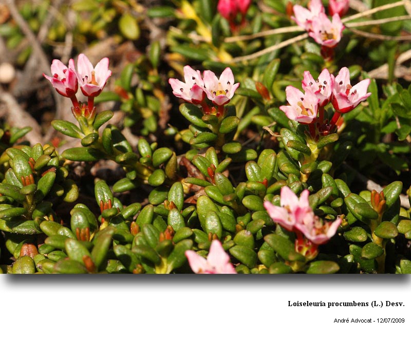 Loiseleuria procumbens (L.) Desv. #13624
