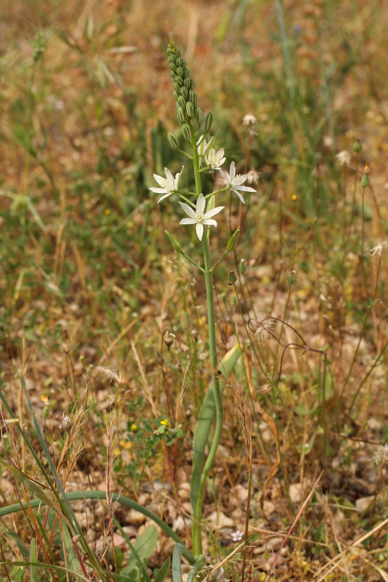 Loncomelos narbonense (L.) Raf. #46415