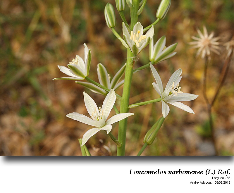 Loncomelos narbonense (L.) Raf. #46416