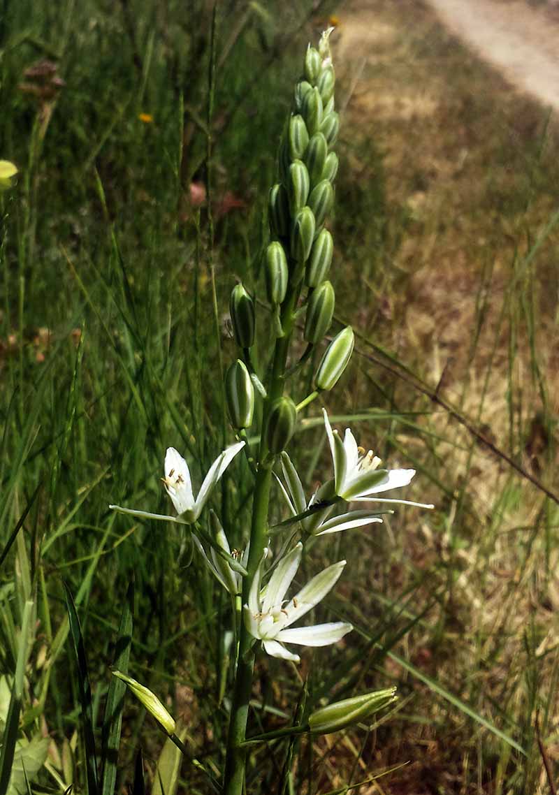 Loncomelos narbonensis #50207