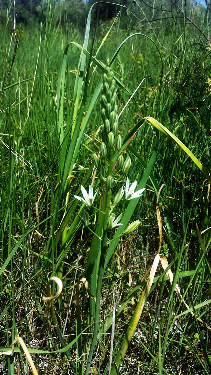 Loncomelos narbonensis #50205