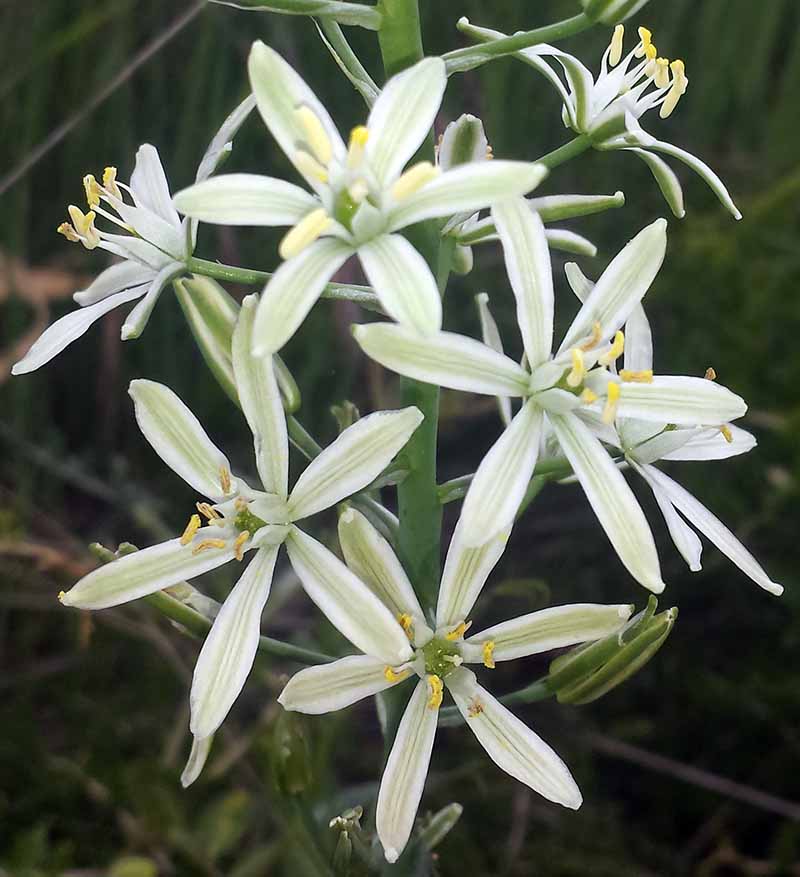 Loncomelos narbonensis #50215