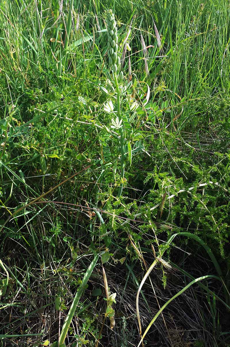 Loncomelos narbonensis #50204