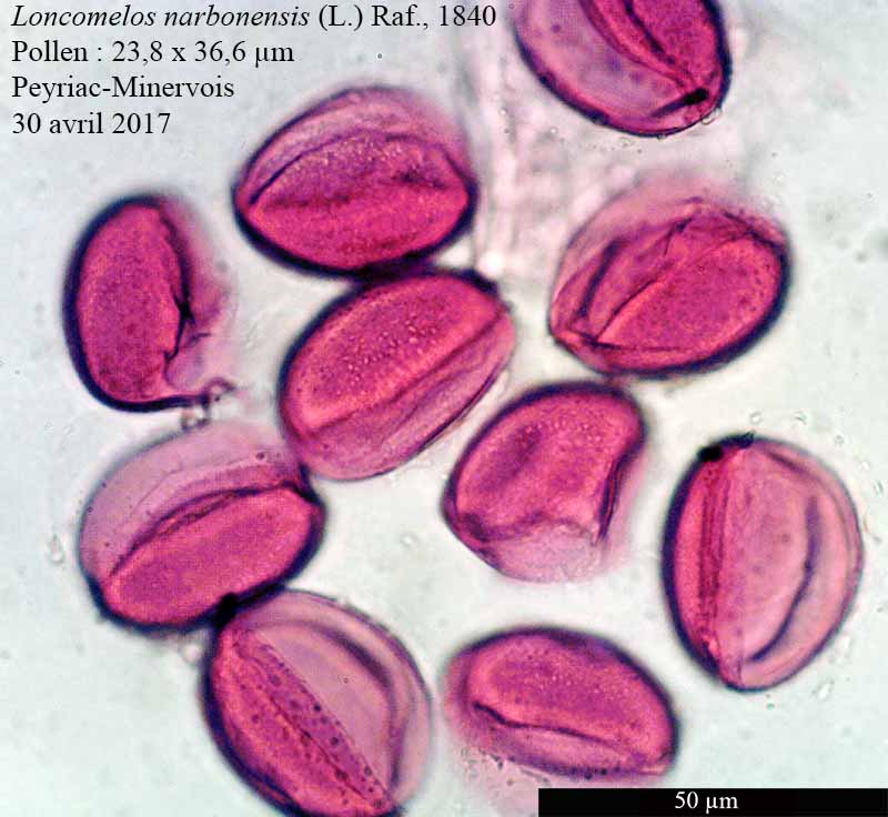 Loncomelos narbonensis #50216