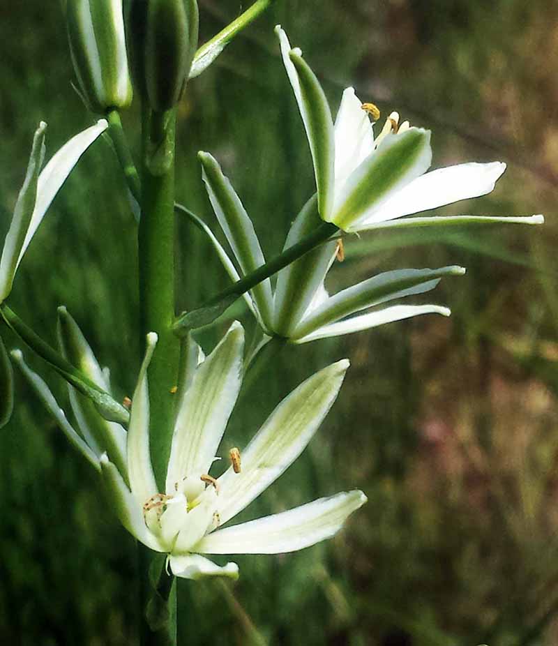 Loncomelos narbonensis #50214