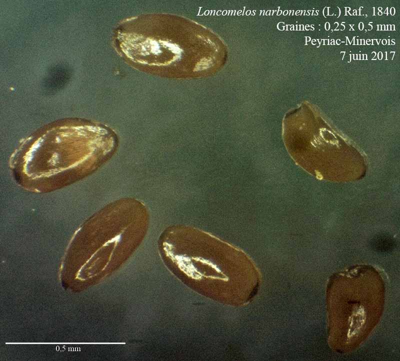 Loncomelos narbonensis #50212