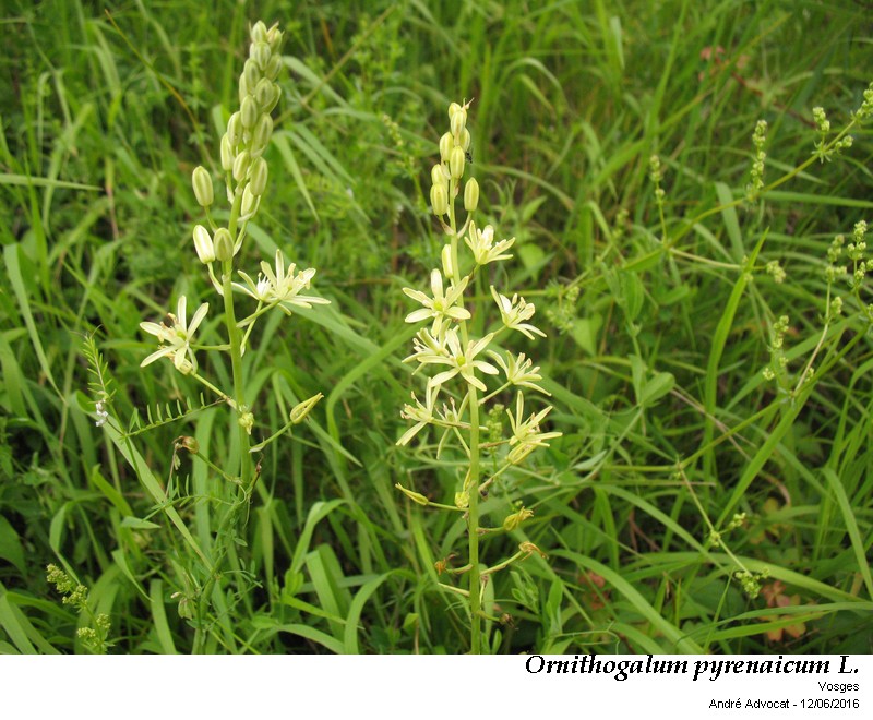 Loncomelos pyrenaicum (L.)J.Holub = Ornithogallum p. #46410